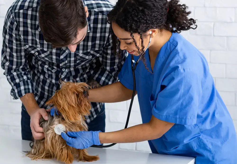 petmeds