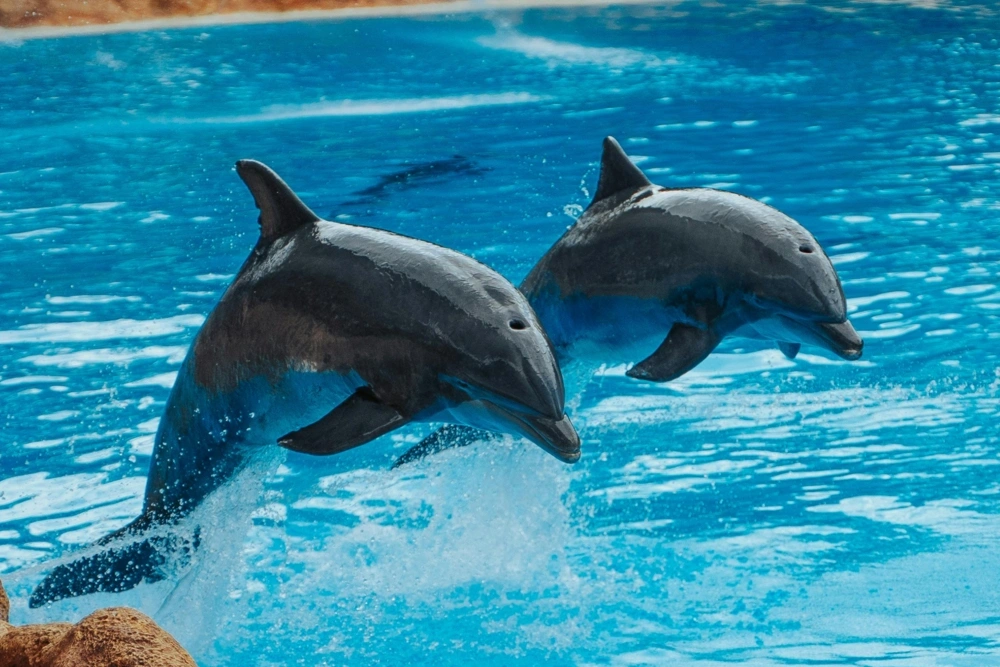 KC360 Orlando Sea World